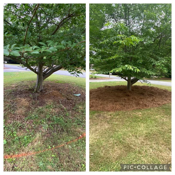 Before and after of a tree base cleared of weeds and freshly mulched