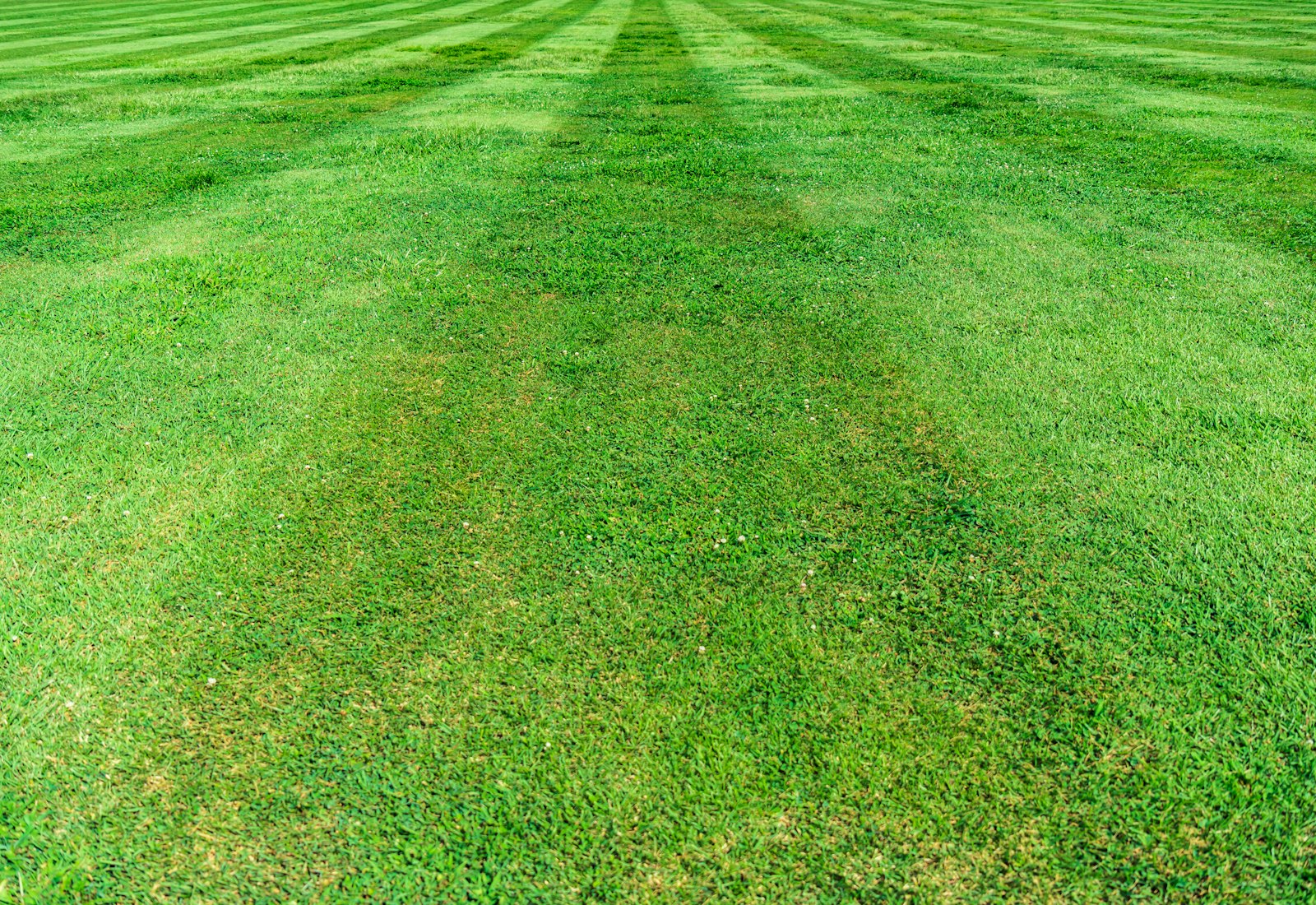 Neatly striped, freshly mowed lawn